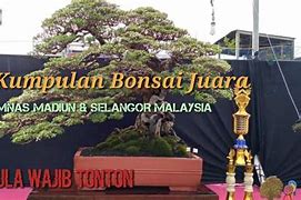 Juara Bonsai Slot